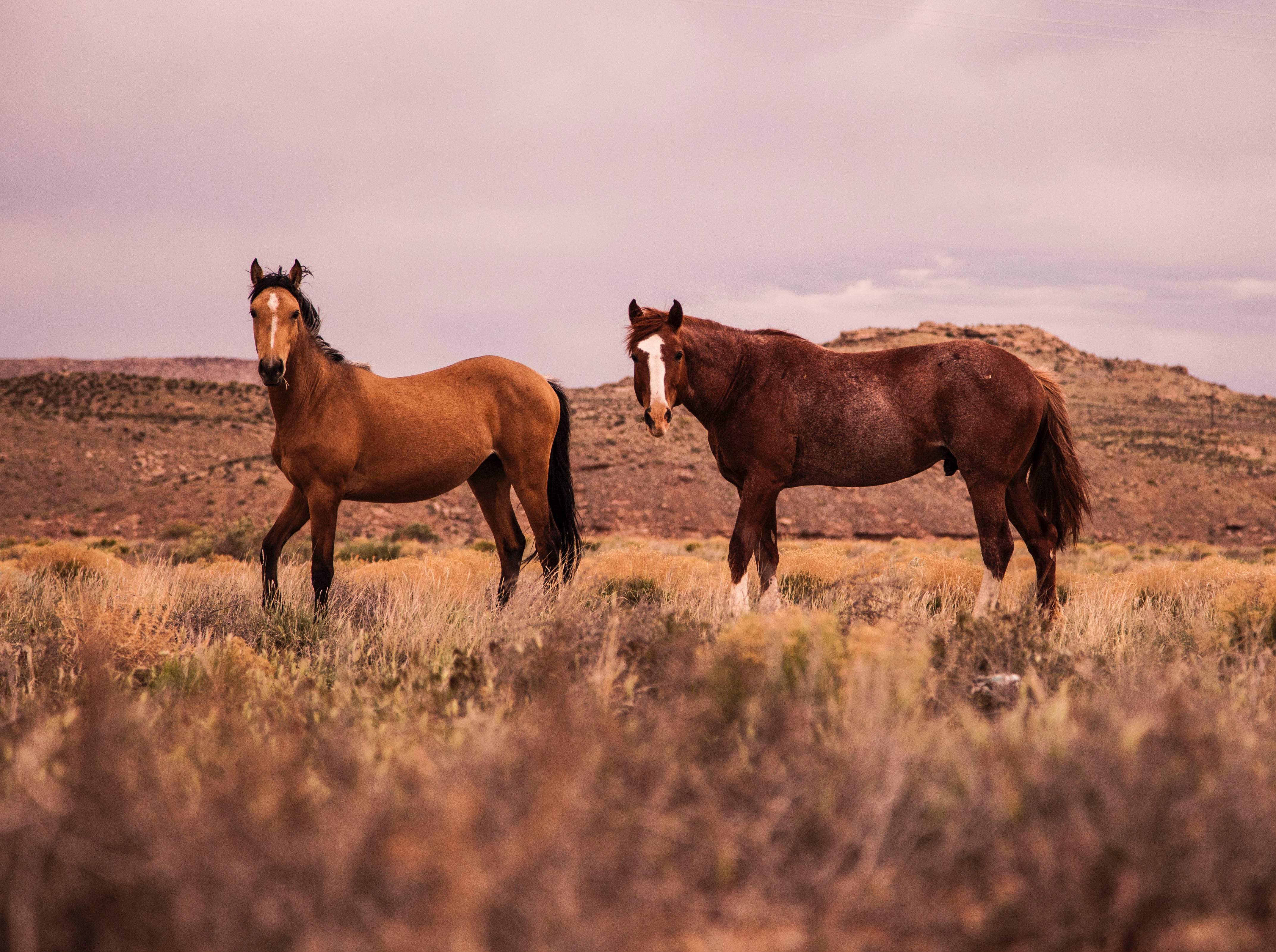 wild horses